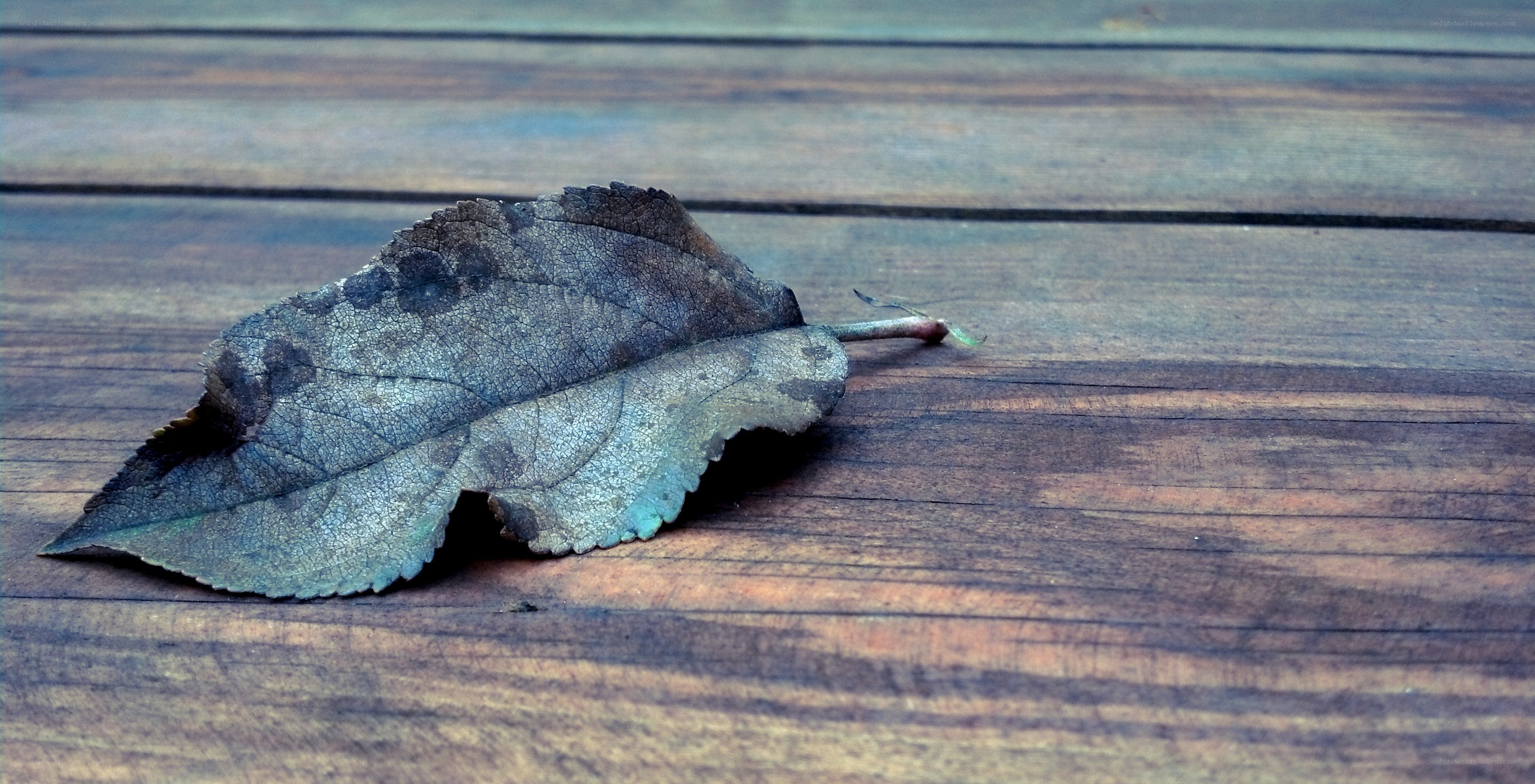 dried leaf on wooden surface