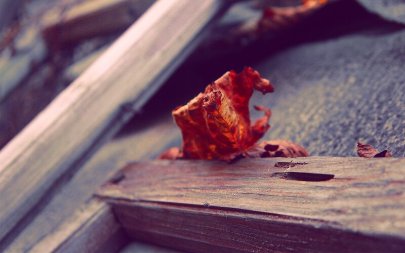dried leaf on wooden surface