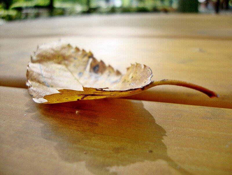 dried leaf on wooden table