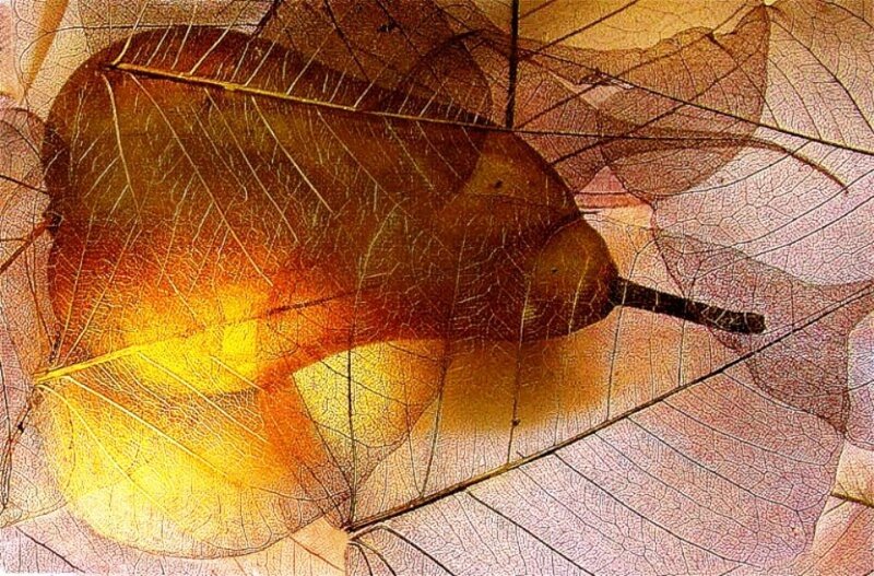 Dried Leaf Skeleton