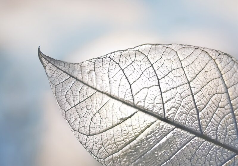 Dried Leaf Skeleton — White