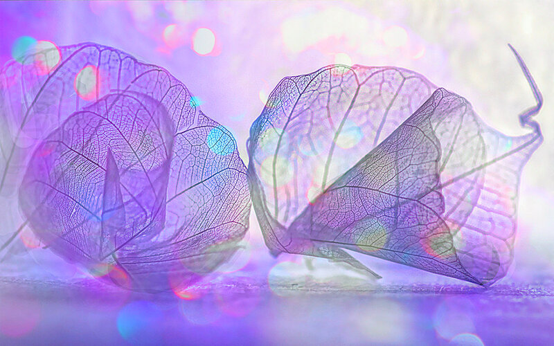 Dried Leaf Skeletons