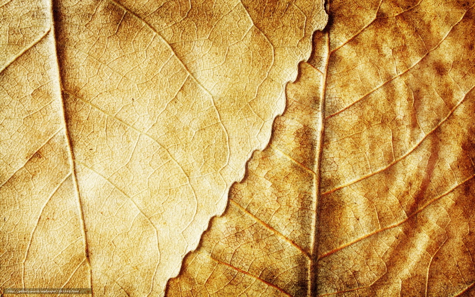 dried leaf texture background