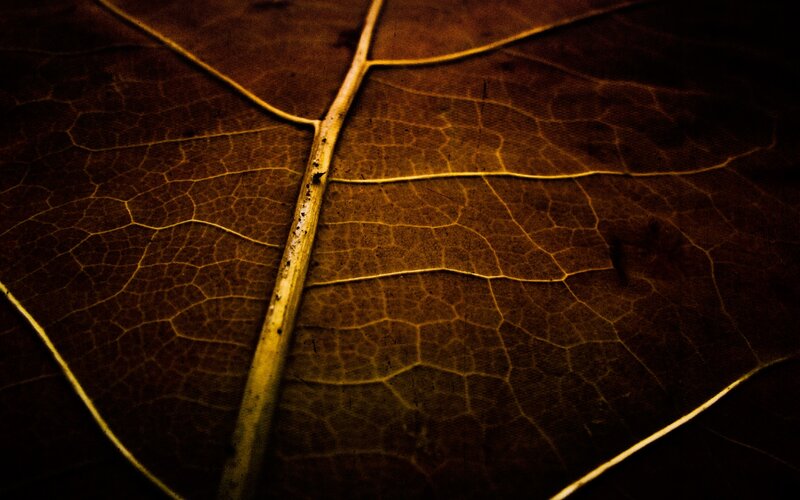 Dried Leaf Veins — Brown, Dark