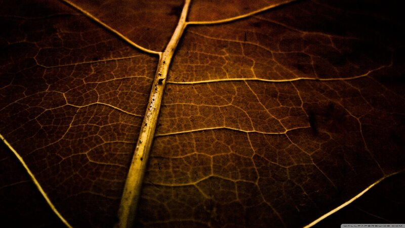 Dried Leaf Veins — Brown