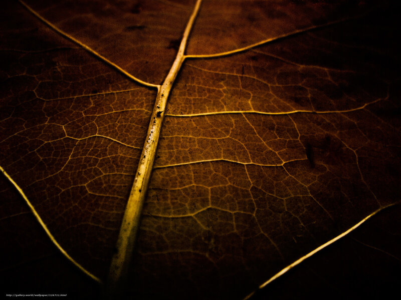 Dried Leaf Veins