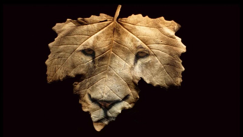 Dried Leaf with Lion Face