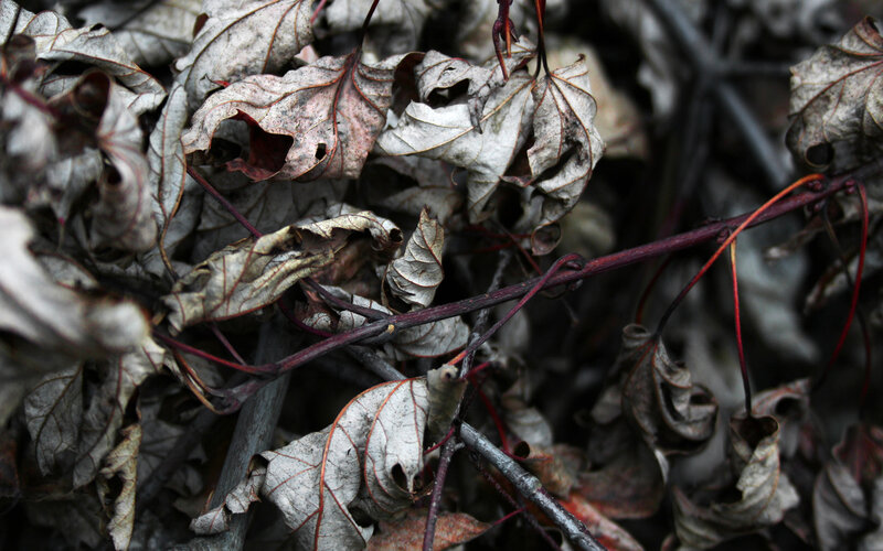 dried leaves and vines