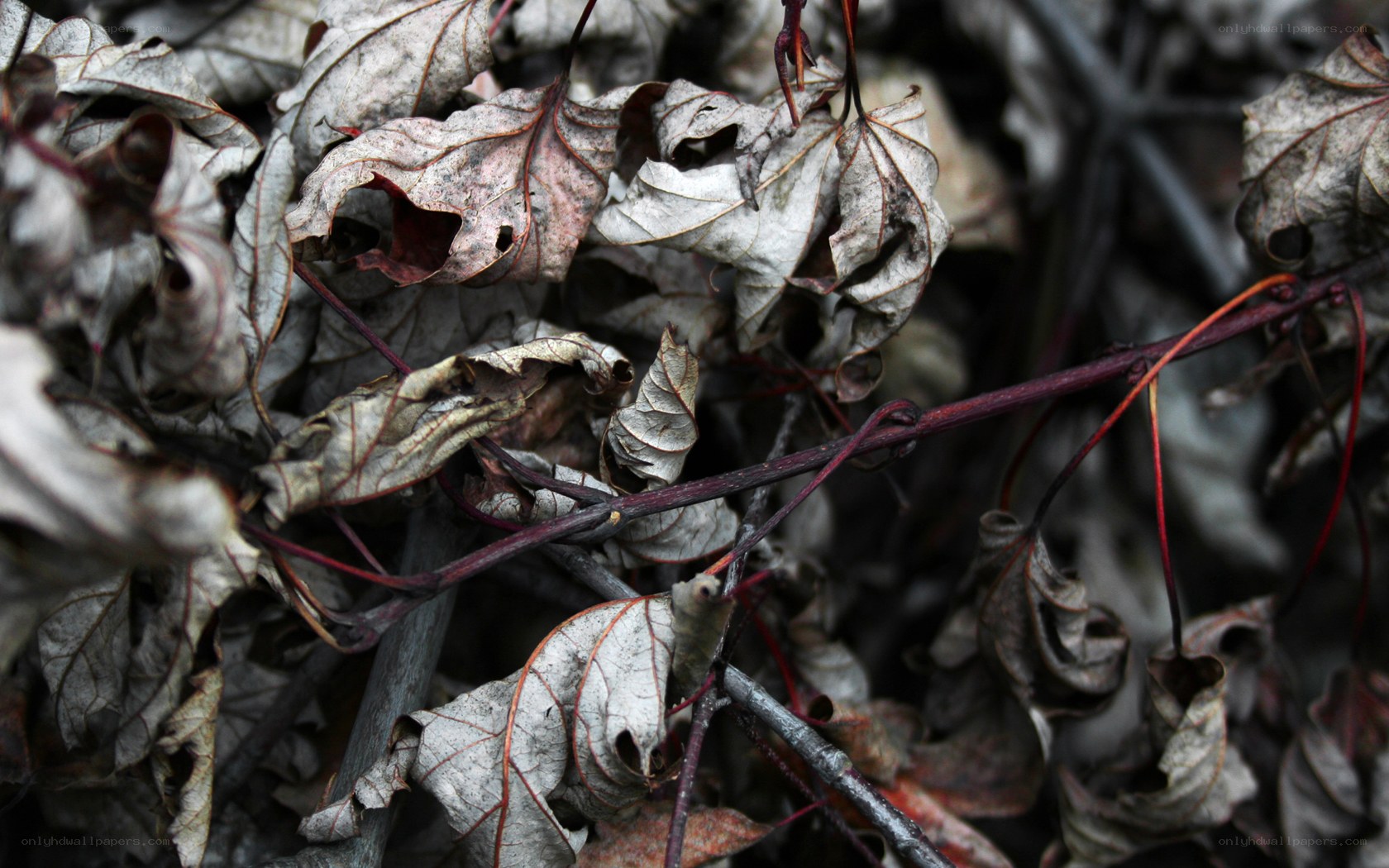 dried leaves and vines
