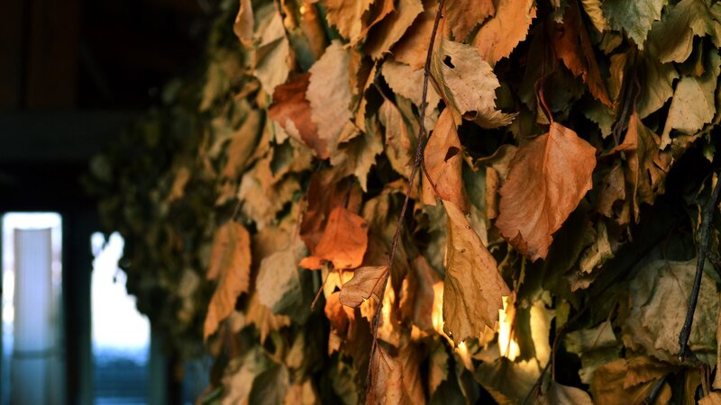 dried leaves in a sauna