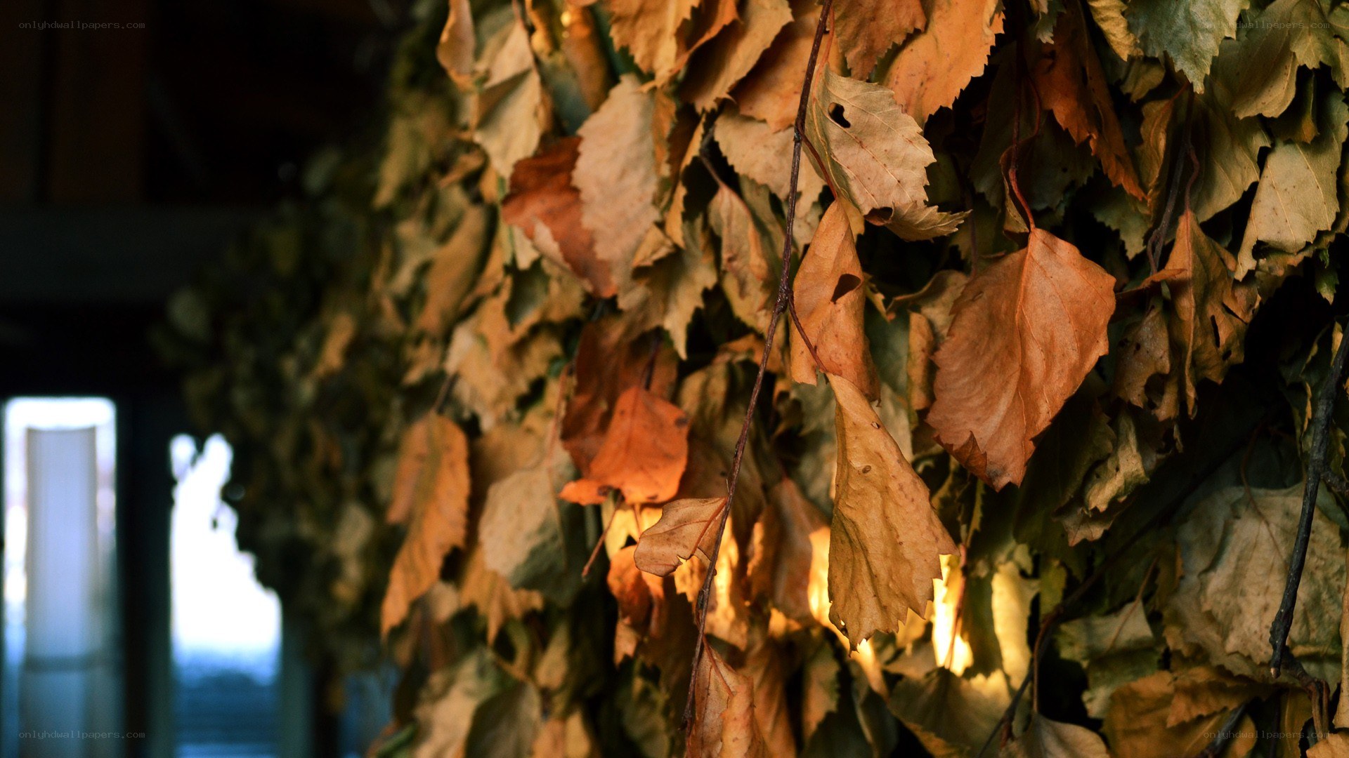 dried leaves in a sauna