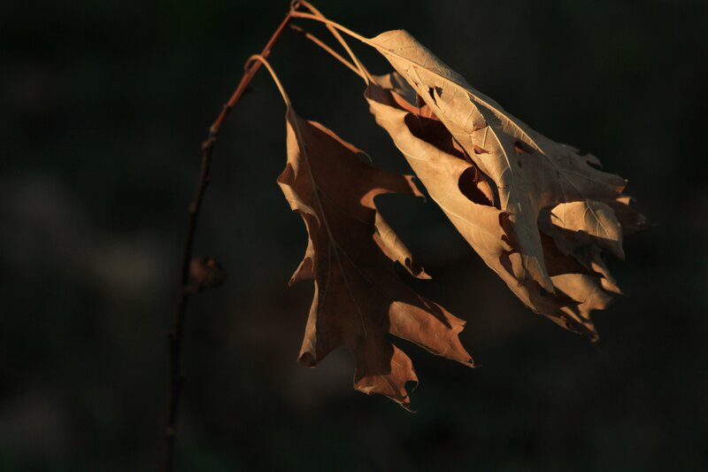 Dried leaves in sunlight