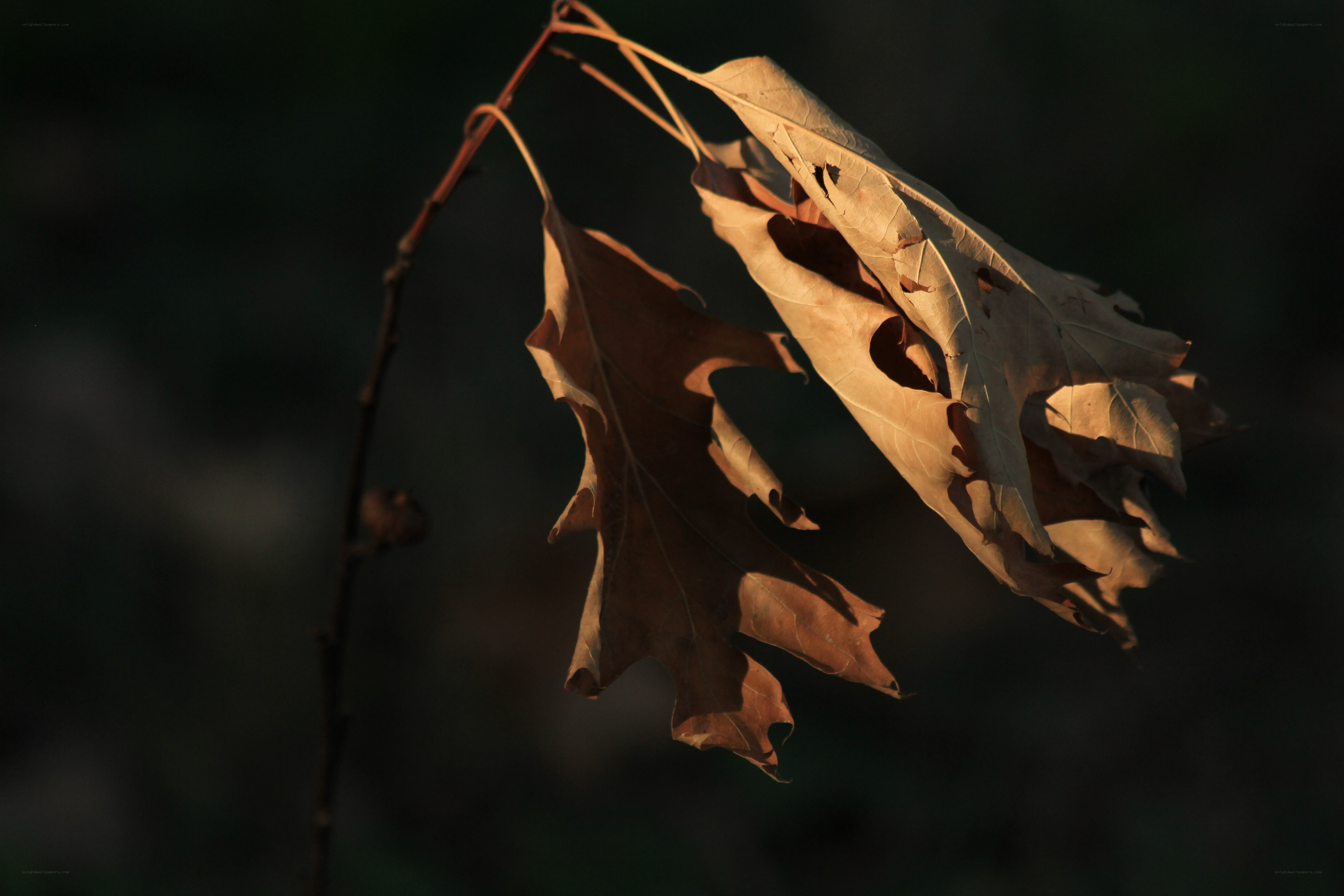 Dried leaves in sunlight