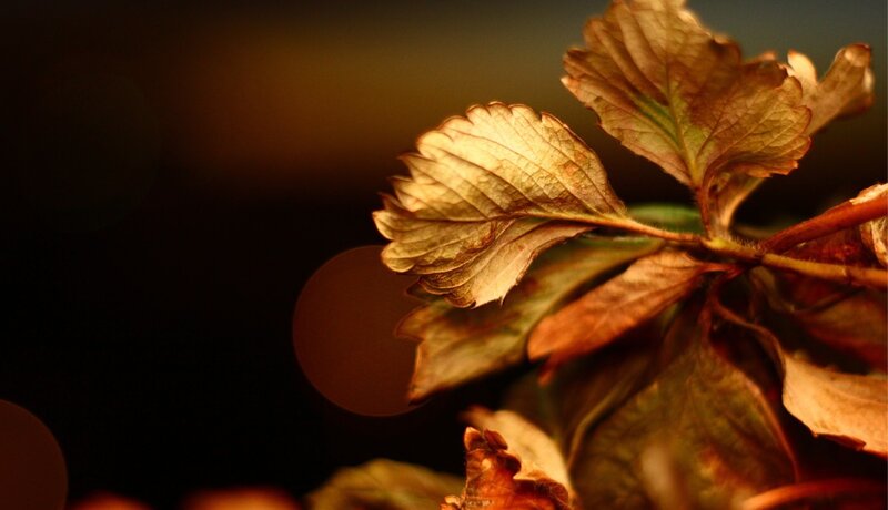 dried leaves in warm light