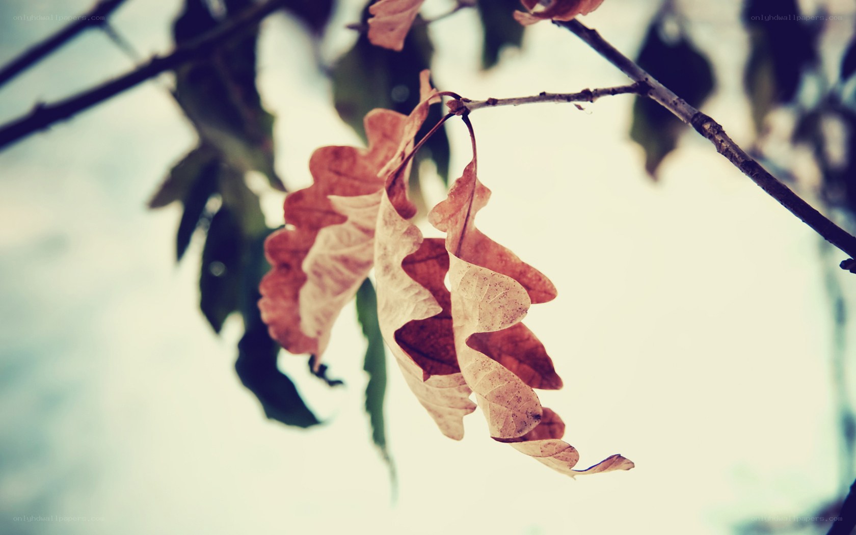 dried leaves on a branch