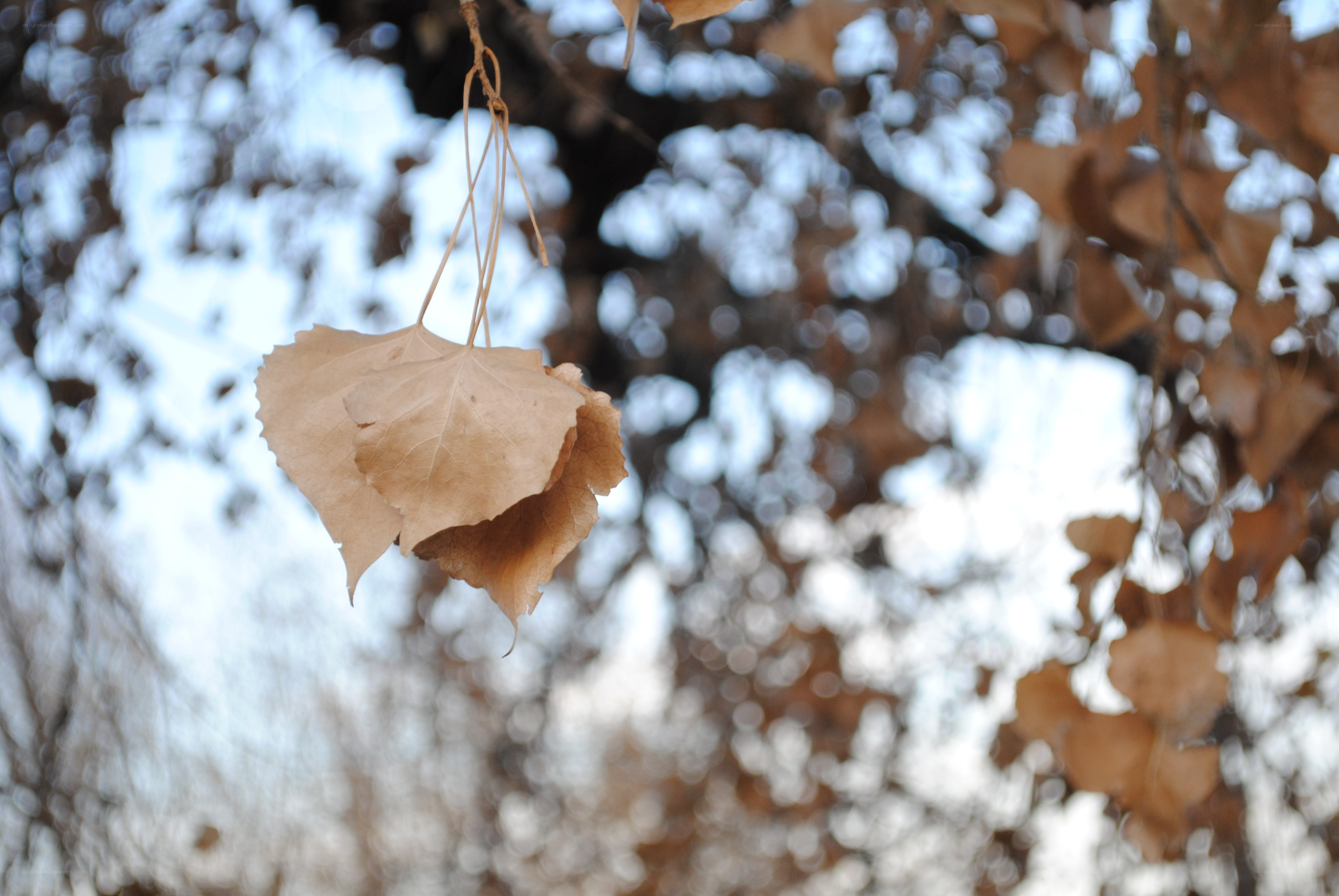 dried leaves on a branch
