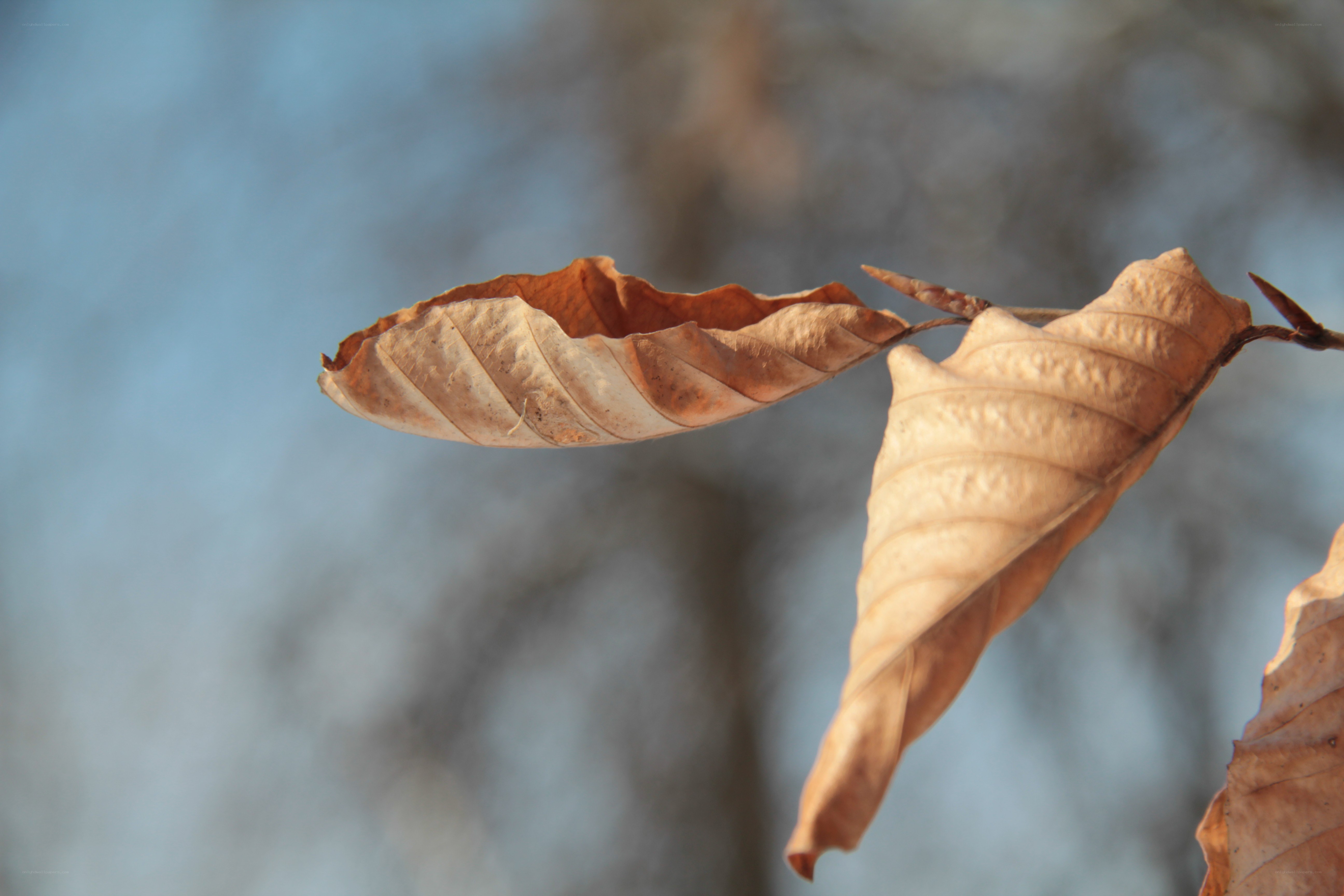 Dried leaves on a branch