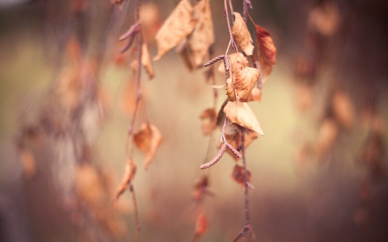 dried leaves on a branch