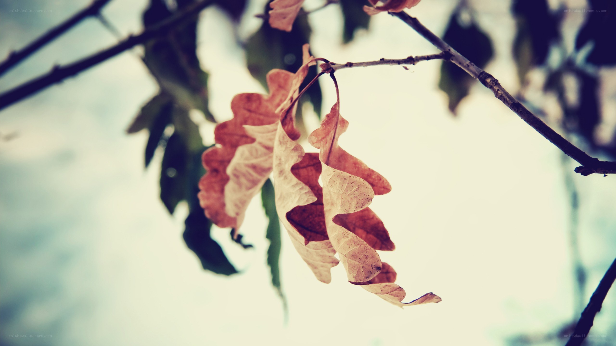 dried leaves on a branch