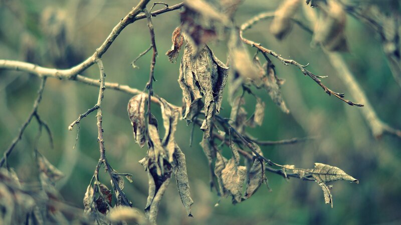 dried leaves on a branch