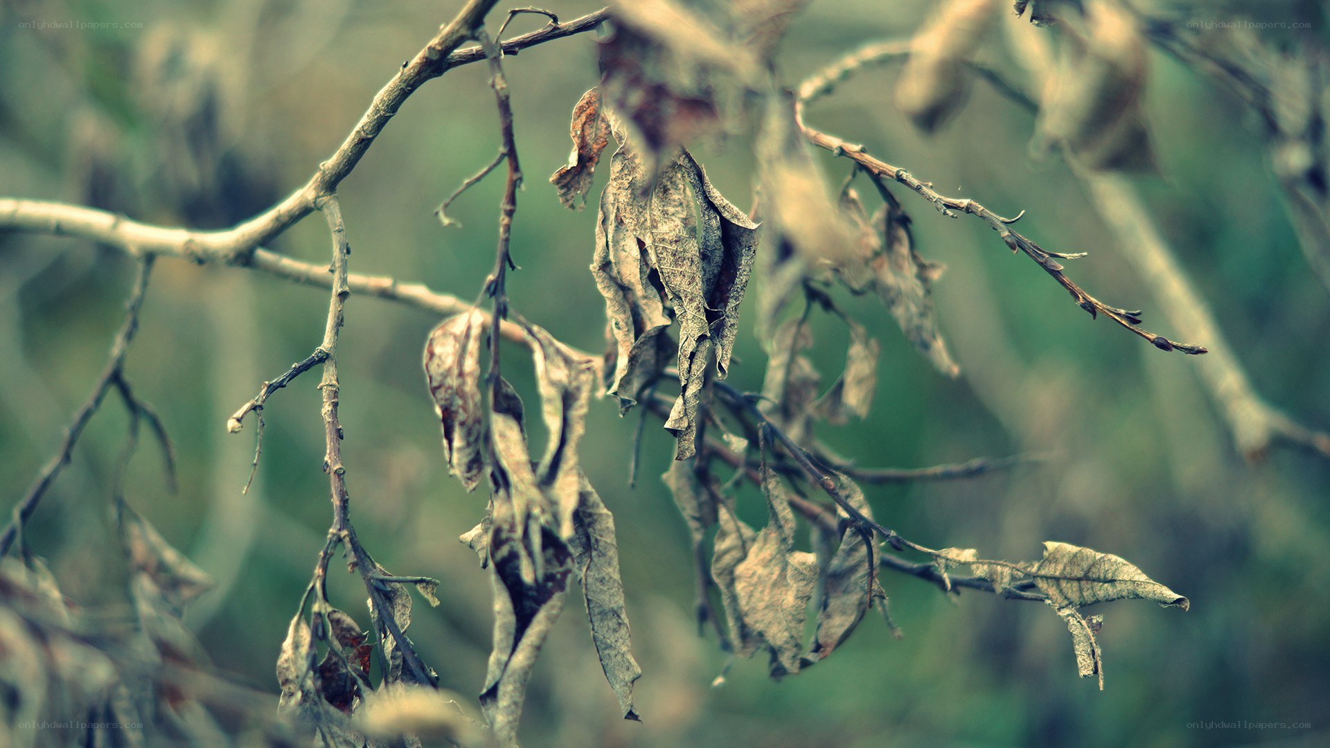dried leaves on a branch