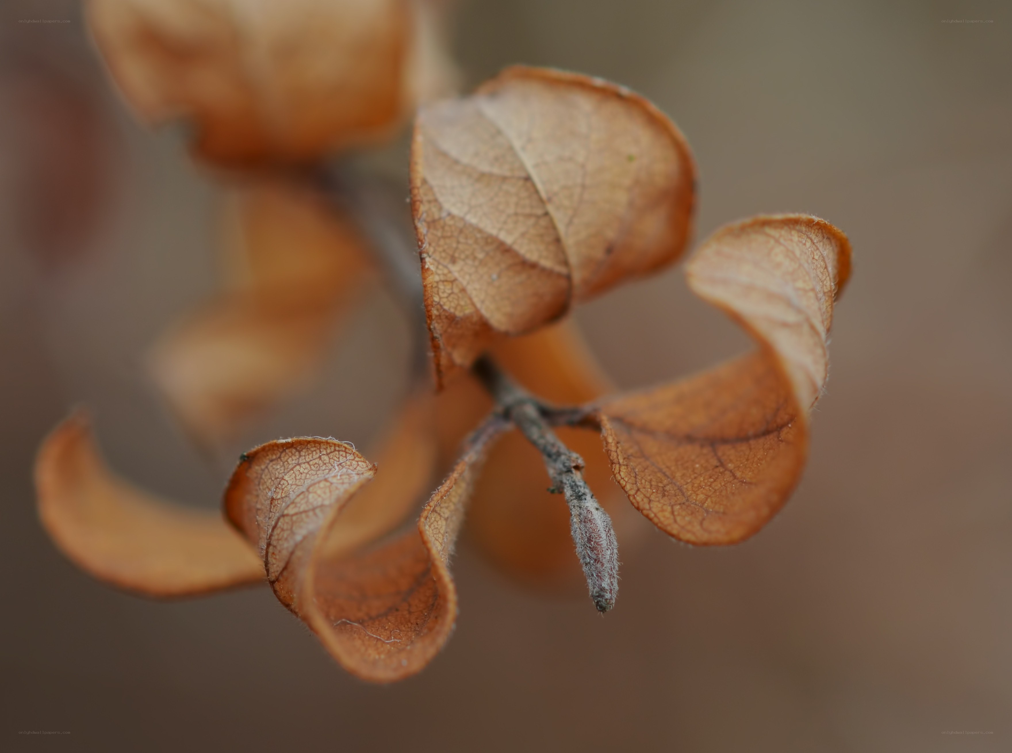 dried leaves on a branch
