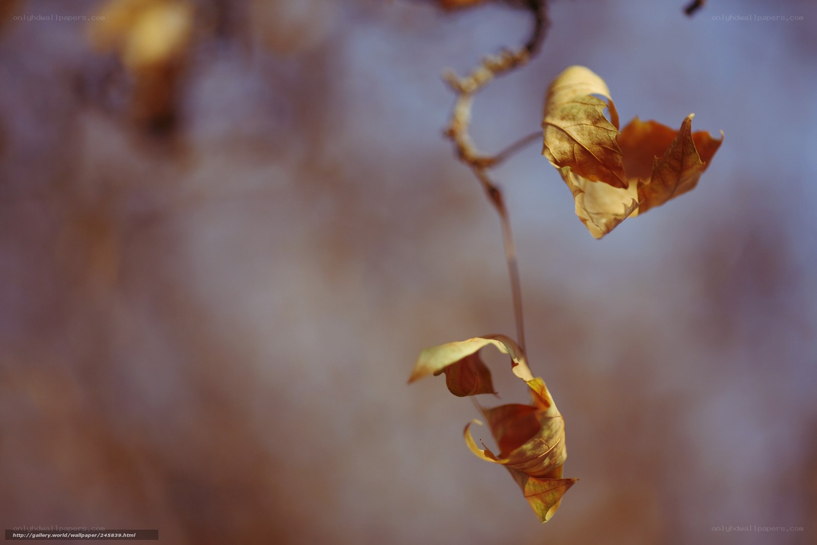 Dried leaves on a branch