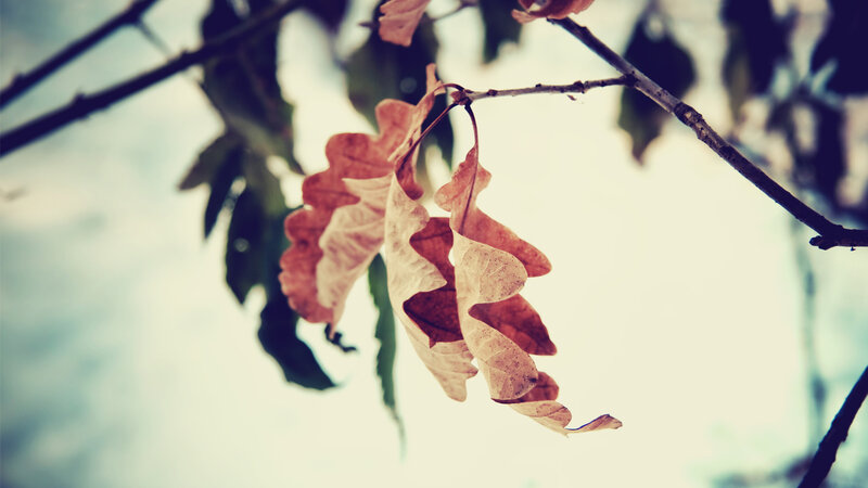 dried leaves on a branch