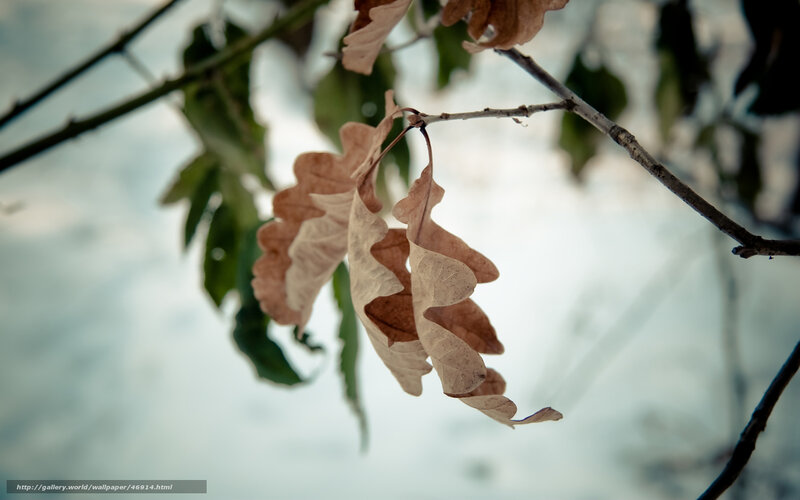 dried leaves on a branch