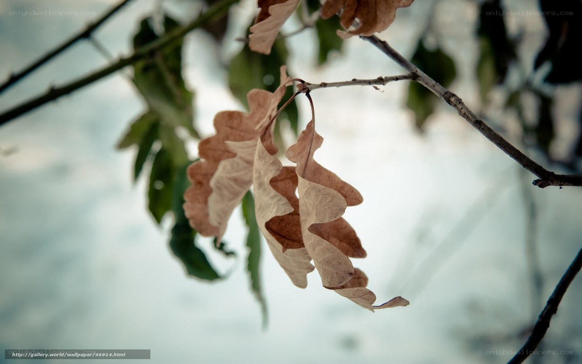 dried leaves on a branch