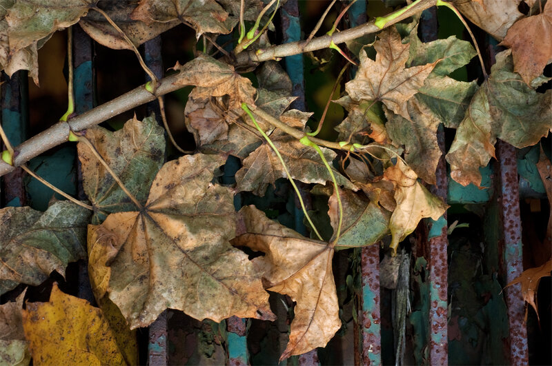 dried leaves on a fence