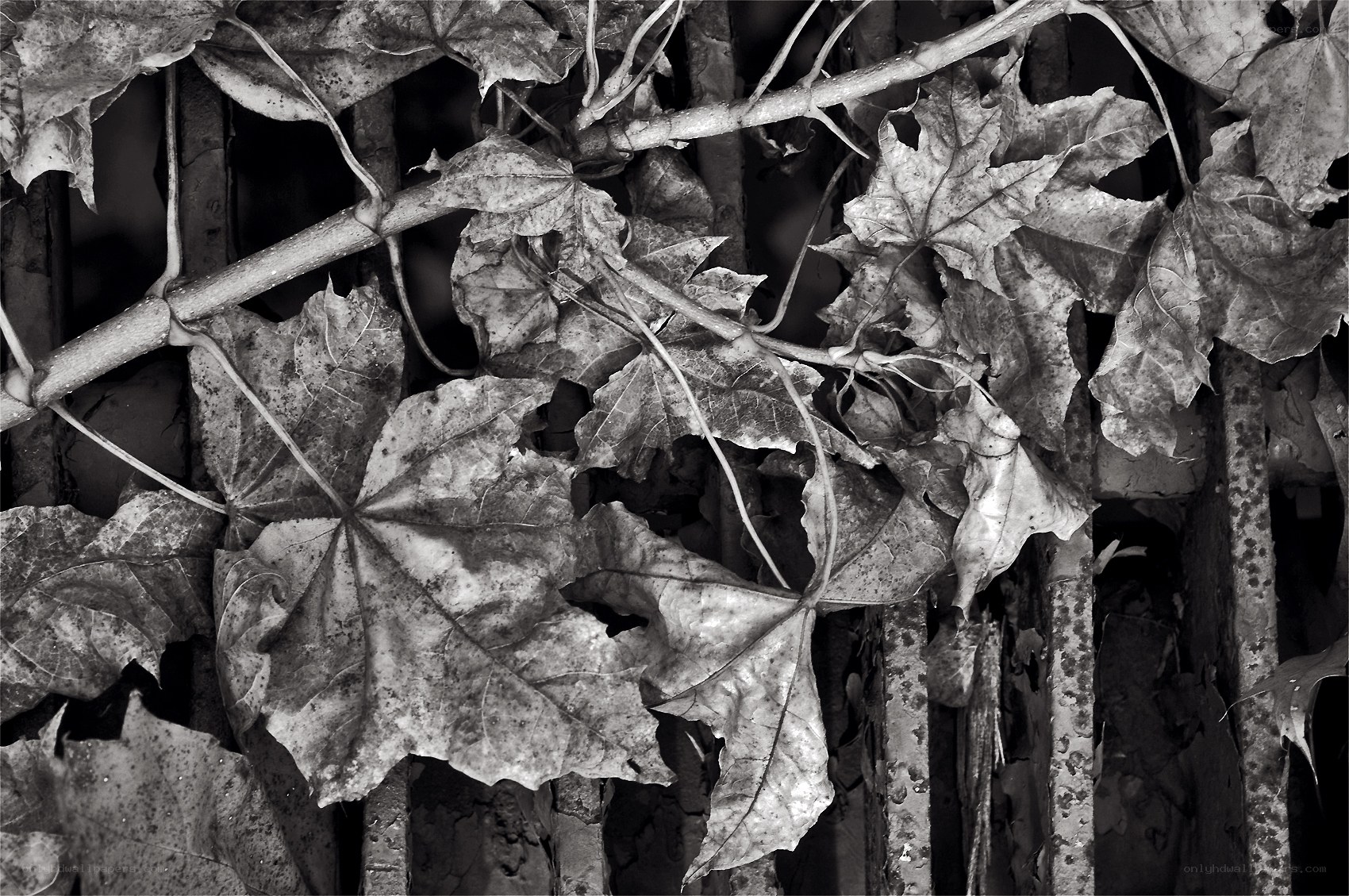 dried leaves on a fence