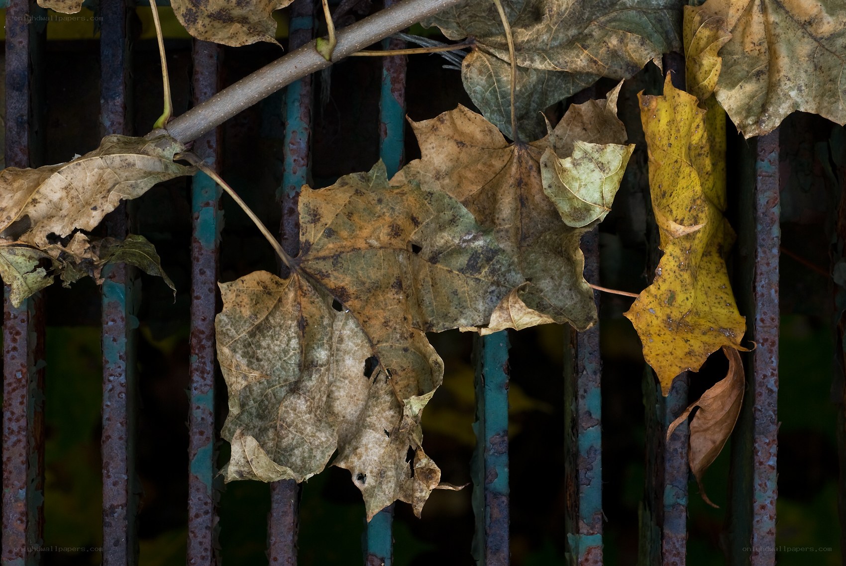 Dried leaves on a rusty fence