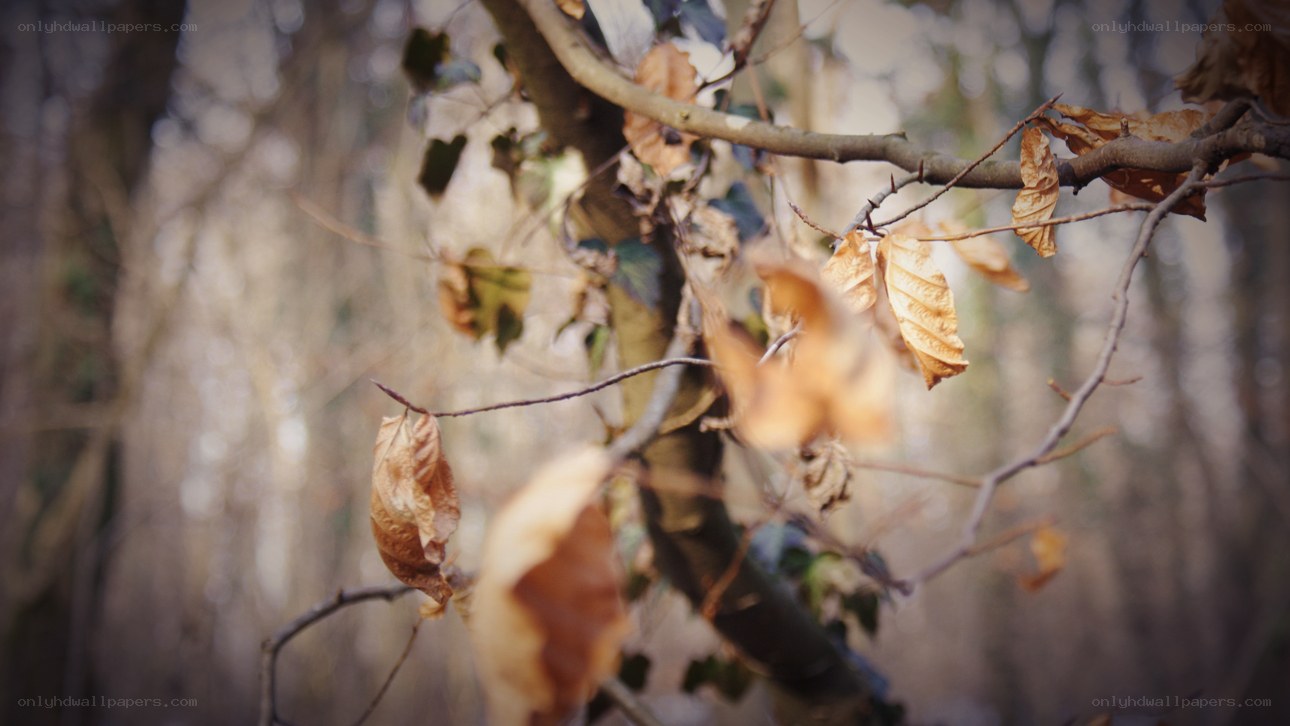 dried leaves on a tree branch