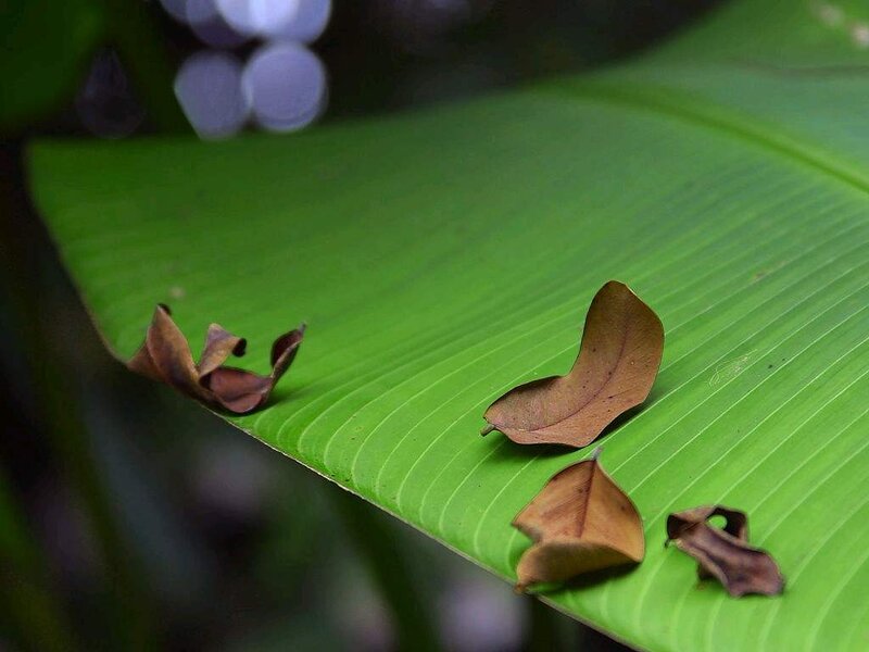 Dried Leaves on Banana Leaf