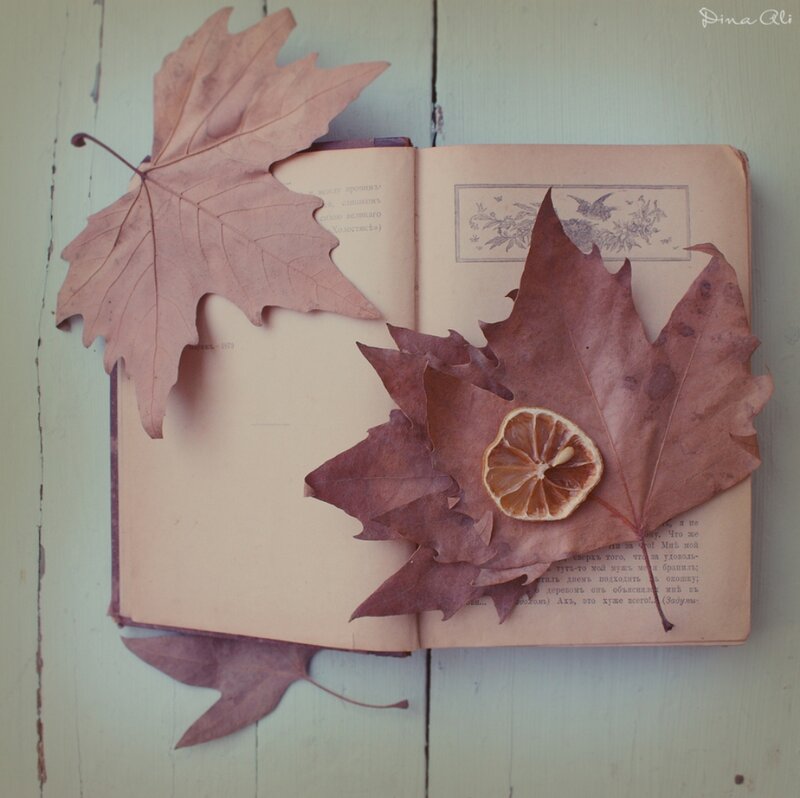 Dried Leaves on Book