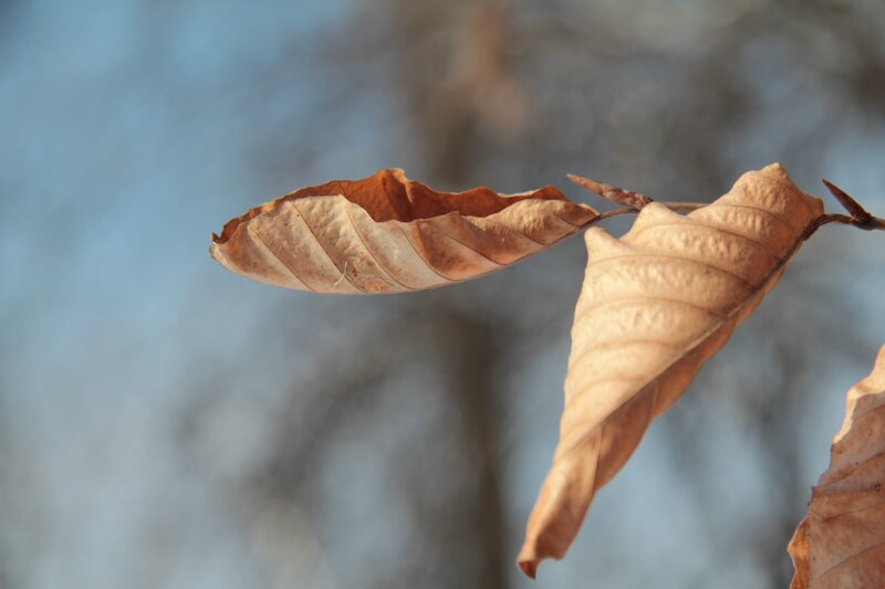 Dried Leaves on Branch — Brown, Calm, Autumn, Photograph, Sky