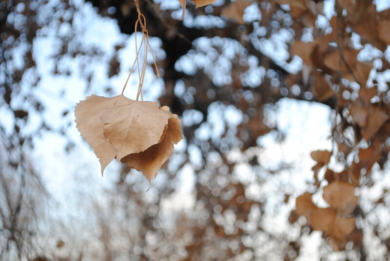 Dried Leaves on Branch — Brown, Calm, Autumn, Photograph
