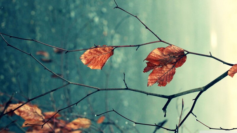 Dried Leaves on Branch — Brown, Calm