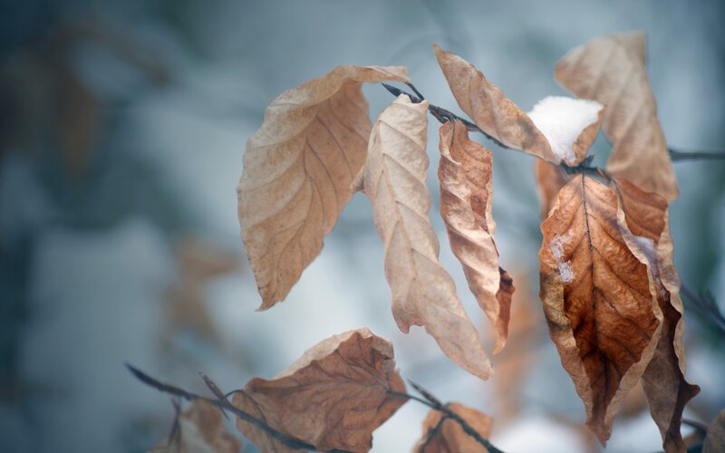 Dried Leaves on Branch — Brown, Calm, Winter