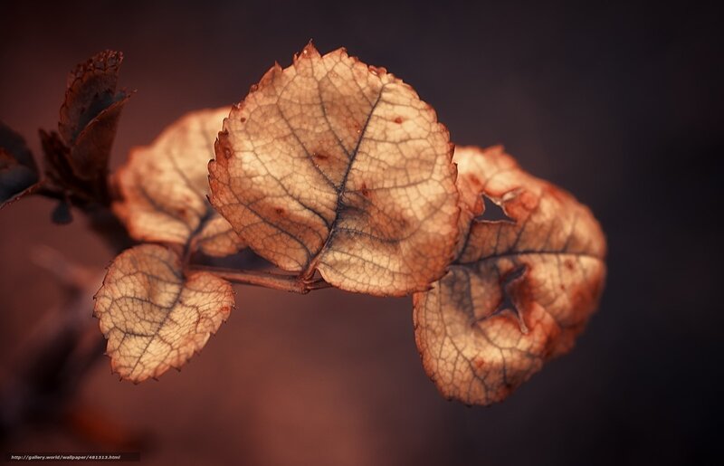 Dried Leaves on Branch — Brown, Dramatic, Autumn