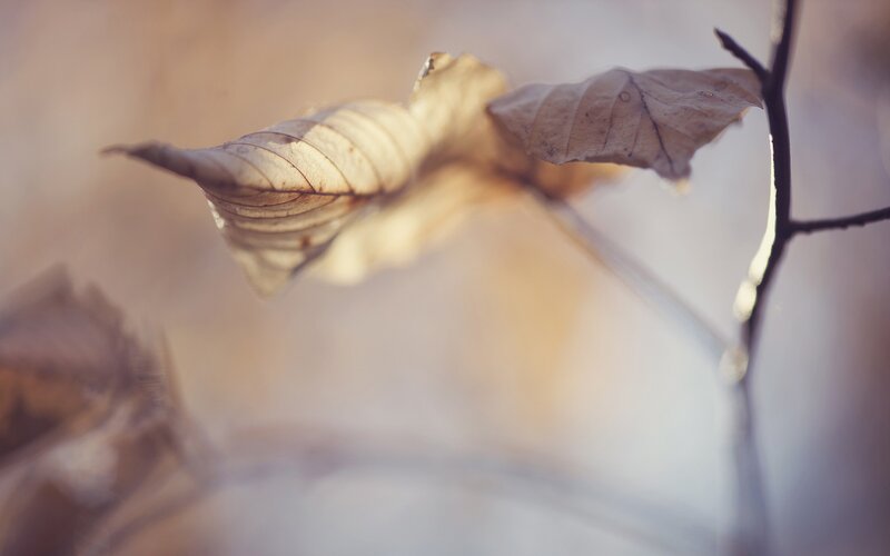 Dried Leaves on Branch — Brown, Serene, Autumn, Photograph