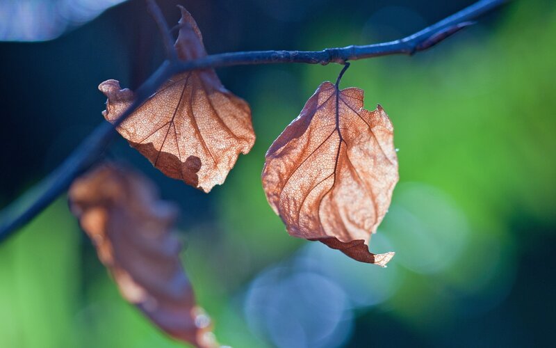 Dried Leaves on Branch — Brown, Serene, Autumn