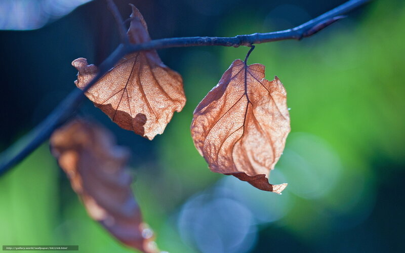 Dried Leaves on Branch — Brown, Serene