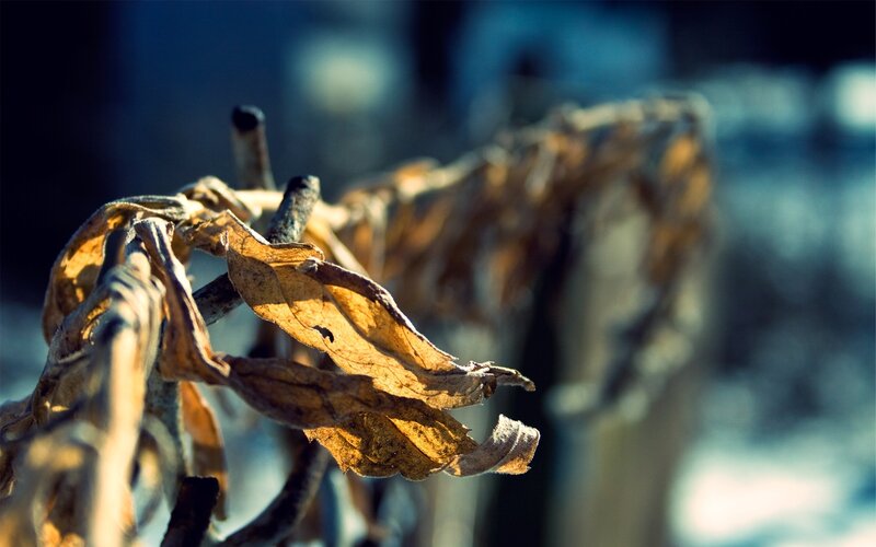 Dried Leaves on Branch — Brown, Somber