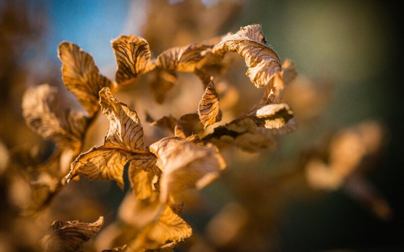 Dried Leaves on Branch — Brown