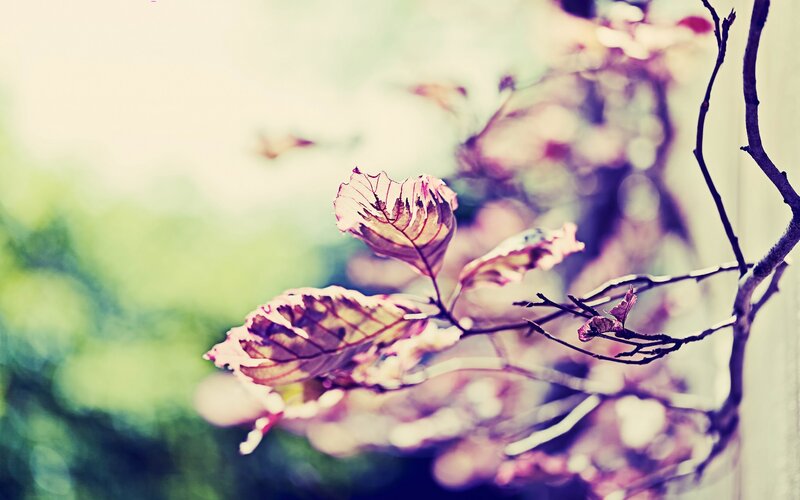 Dried Leaves on Branch — Purple