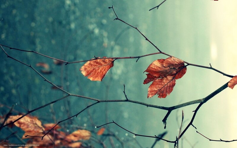 Dried Leaves on Branches — Brown, Calm, Autumn