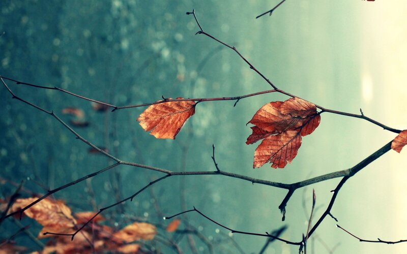 Dried Leaves on Branches — Brown, Calm