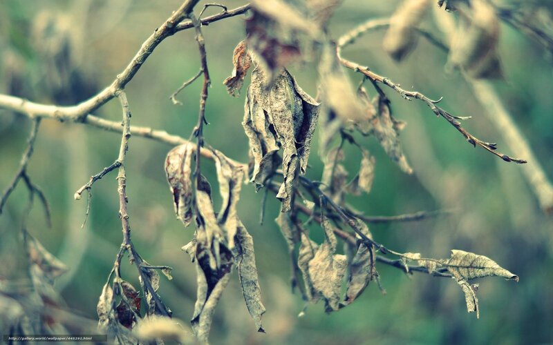 Dried Leaves on Branches — Brown, Somber, Autumn